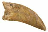 Serrated, Carcharodontosaurus Tooth - Real Dinosaur Tooth #308368-1